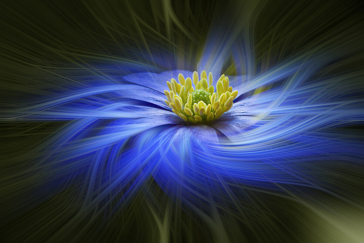 Magic Flower Magic Flower