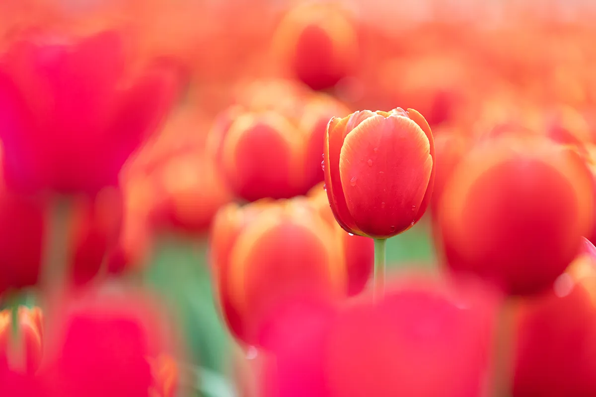 2I6A0041 1 高雄手機攝影課程-邱泓璋攝影課程